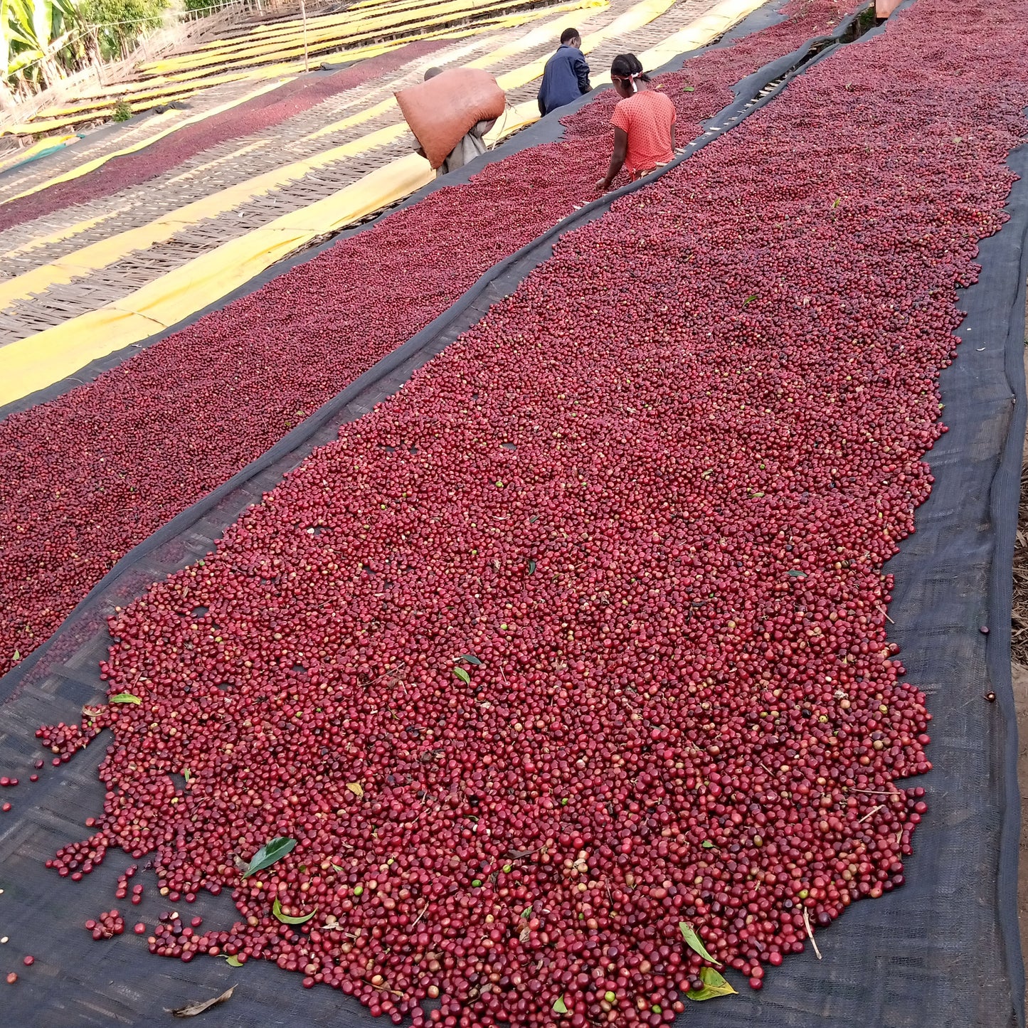 Ethiopia Halo Beriti Espresso
