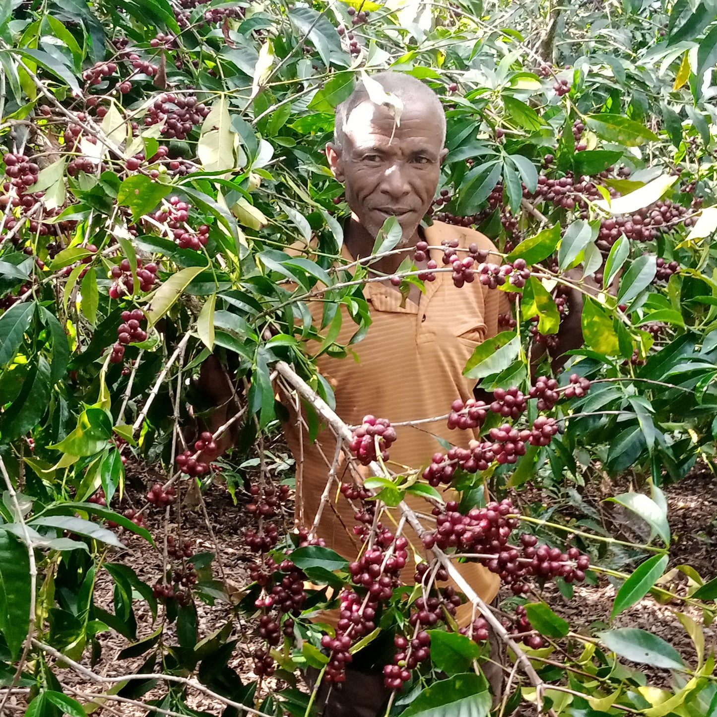 Ethiopia Halo Beriti Espresso