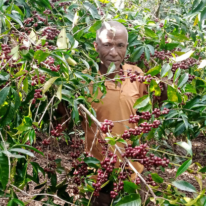 Ethiopia Halo Beriti Espresso