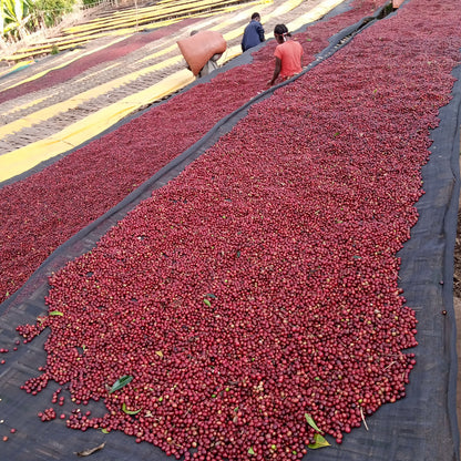 Ethiopia Halo Beriti Espresso