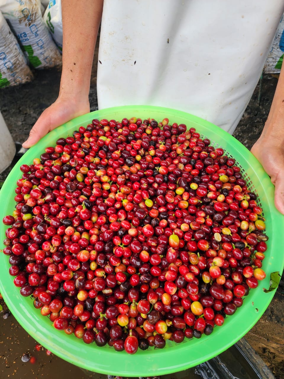 Colombia La Joya Espresso