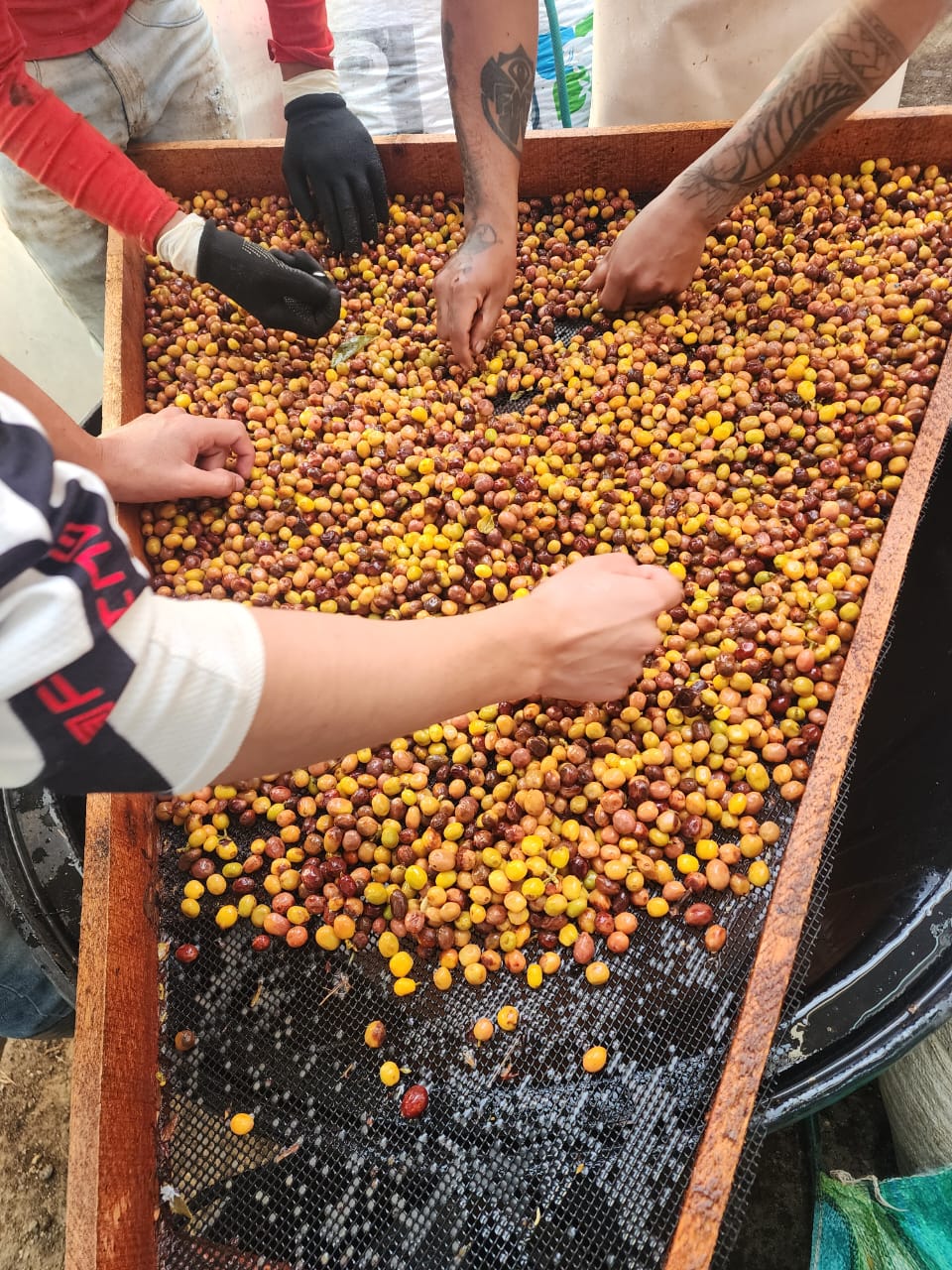 Colombia La Joya Espresso
