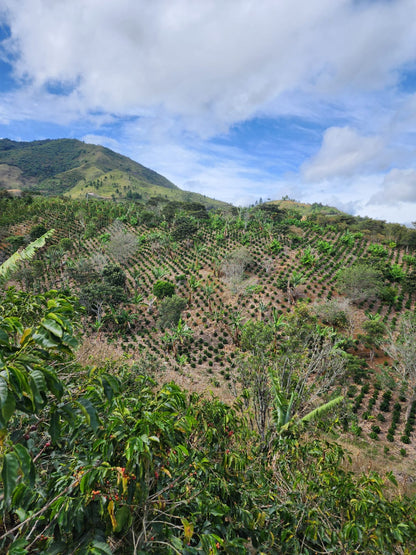 Colombia La Joya Espresso