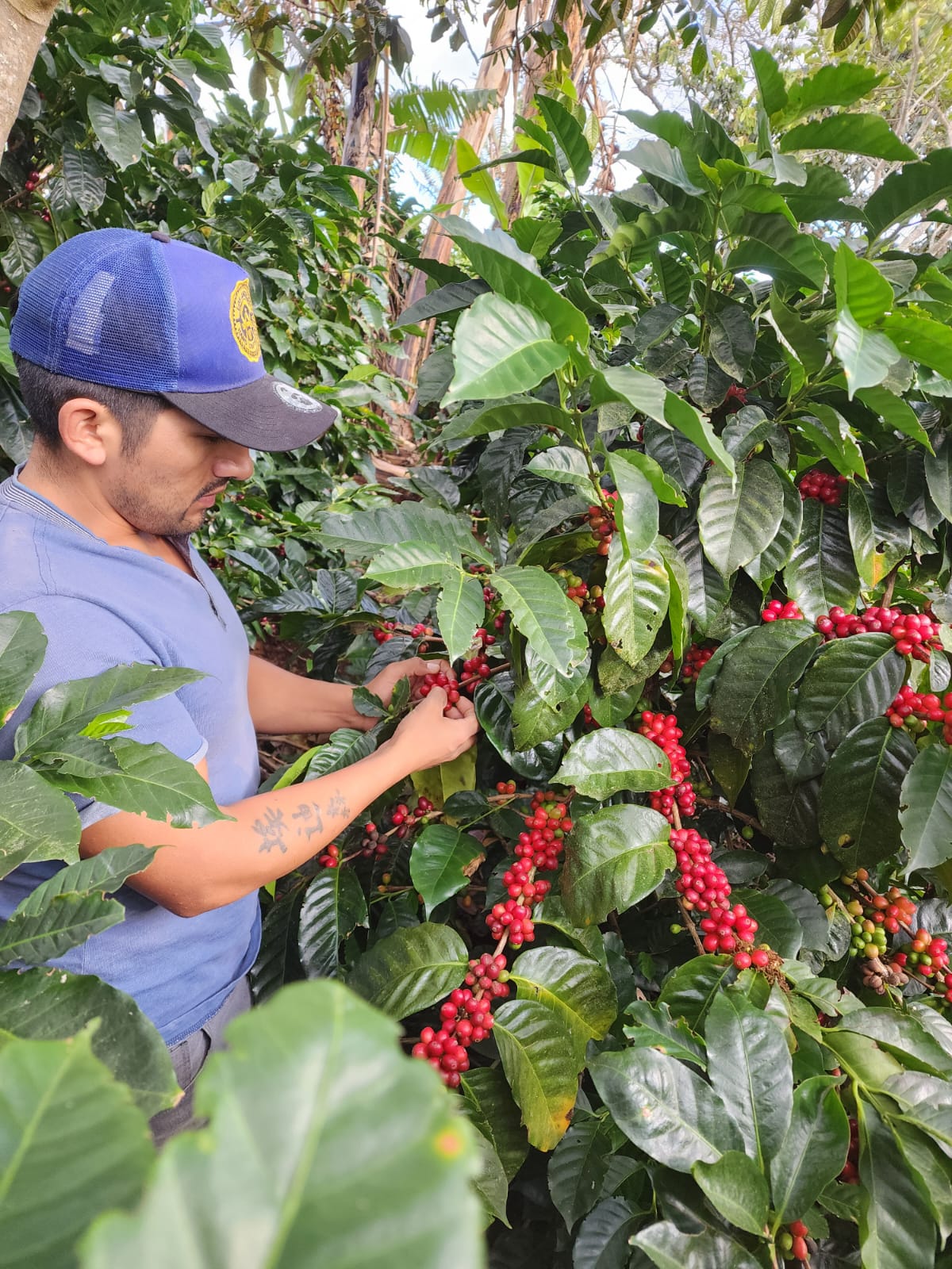 Colombia La Joya Espresso