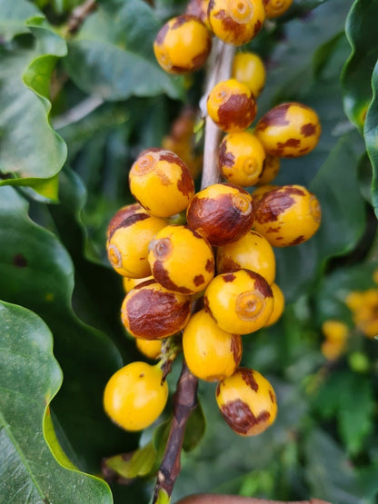 Rush Rush Brazil Espresso
